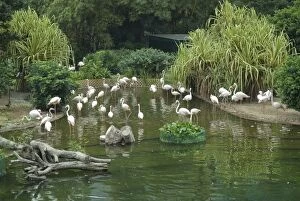 Flamingoes in Kowloon Park, Tsim Sha Tsui, Hong Kong, China, Asia