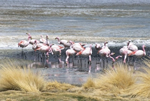 Salt Lake Prints: Flamingoes in small salt lake near Laguna Colorado, Southwest Highlands