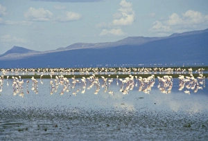 Tanzanian Prints: Flamingoes, Tanzania, East Africa, Africa