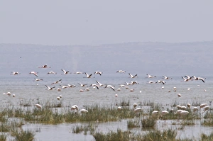Flock Of Birds Prints: Flamingos in the Abiata-Shala National Park, Ethiopia, Africa