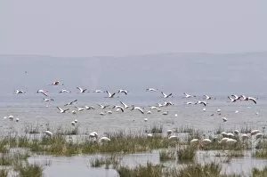 Flamingos in the Abiata-Shala National Park, Ethiopia, Africa