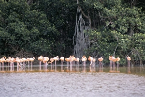 Images Dated 5th August 2008: Flamingos, Celestun National Wildlife Refuge