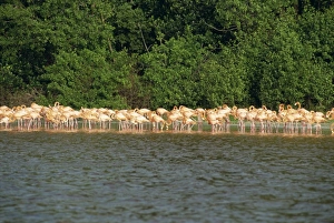 Flamingo Prints: Flamingos, Celestun National Wildlife Regufe