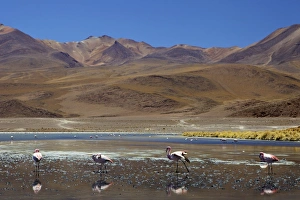 Flamingo Prints: Flamingos drinking in a lagoon, South West Bolivia, South America