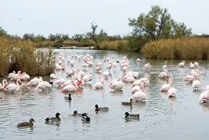 Aquatic Prints: Flamingos and ducks resting in the water at the ornithologic park in Camargue region of France during a cloudy day