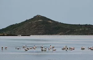 Large Group Of Animals Gallery: Flamingos, Etang, Peyriac-de-Mer, Aude, Languedoc-Roussillon, France, Europe