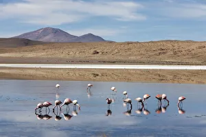 Bolivia Prints: Flamingos feeding in Laguna Canapa, an endorheic salt lake in the altiplano