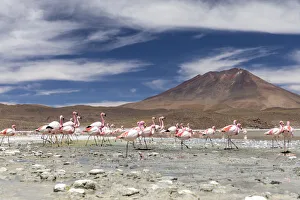 Flamingos feeding in Laguna Canapa, an endorheic salt lake in the altiplano