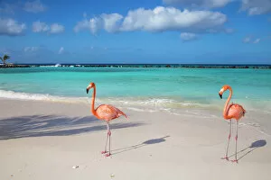 Togetherness Gallery: Flamingos on Flamingo beach, Renaissance Island, Oranjestad, Aruba, Lesser Antilles