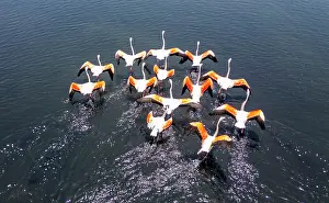 Swimming Prints: Flamingos gather and feed in saltpans during daylight in Algarve Portugal
