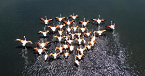 Swimming Prints: Flamingos gather and move in formation over saltpans in Tavira, Algarve during a sunny day