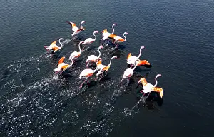 Swimming Prints: Flamingos gather in saltpans during the day in Algarve