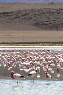 Bolivia Prints: Flamingos gathered in the hundreds to feed, Eduardo Avaroa Andean Fauna National Reserve