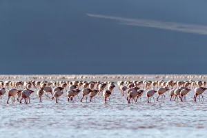 Flamingos gathered in the hundreds to feed, Eduardo Avaroa Andean Fauna National Reserve