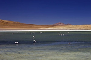 Flamingos on Laguna Canapa, South Lipez, Southwest Highlands, Bolivia, South America