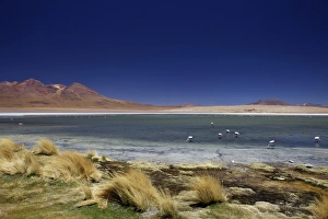 Laguna Canapa Prints: Flamingos on Laguna Canapa, South Lipez, Southwest Highlands, Bolivia, South America
