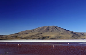 Salt Lake Prints: Flamingos on Laguna Colorada (Red Lagoon)