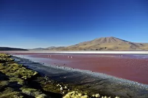 Images Dated 3rd November 2010: Flamingos on Laguna Colorada (Red Lagoon), Eduardo Avaroa Andean Fauna National Reserve