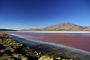 Flamingos on Laguna Colorada (Red Lagoon), Eduardo Avaroa Andean Fauna National Reserve, Southwest Highlands, Bolivia, South America