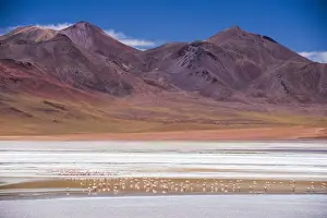 Flamingos at Laguna Hedionda, a salt lake area in the Altiplano of Bolivia, South America