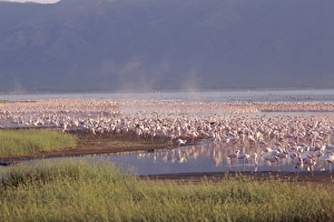 Flamingos, Lake Bogoria