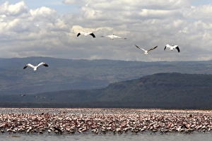 Flamingo Prints: Flamingos at Lake Nakuru National Park, Kenya, East Africa, Africa