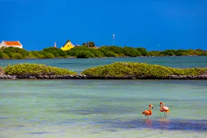 Flamingos lounging around in their natural habitat, Bonaire, Netherlands Antilles