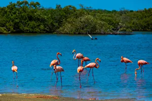 Flamingos lounging around in their natural habitat, Bonaire, Netherlands Antilles