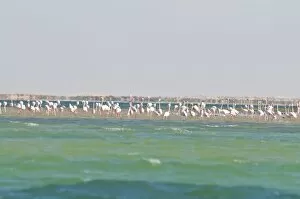 Flamingos (Phoenicopteridae) standing on a sandbank of the Banc d Arguin