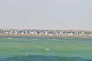 Sand Bank Prints: Flamingos (Phoenicopteridae) standing on a sandbank of the Banc d Arguin