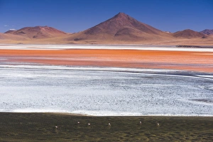 Altiplano Prints: Flamingos at Red Lagoon (Laguna Colorada), a salt lake in the Altiplano of Bolivia