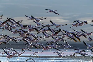 Bolivia Prints: Flamingos taking flight in the hundreds to feed, Eduardo Avaroa Andean Fauna National