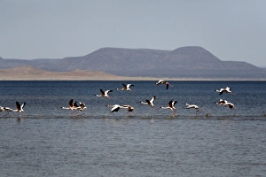 Flamingo Prints: Flamingos taking off from Lac Abbe, Djibouti, Africa