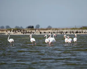 Medium Group Of Animals Prints: Flamingos, Western Cape, South Africa, Africa