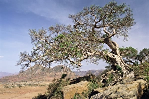 Tigre Prints: On the flank of Mount Workamba, Tambien region, Tigre Province, Ethiopia, Africa