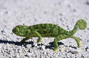 Waste Land Prints: Flap-necked Chameleon