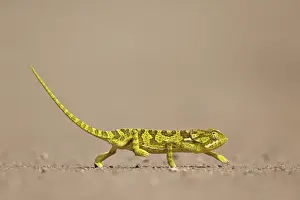 Reptilia Prints: Flap-necked chameleon (flap neck chameleon) (Chamaeleo dilepis), Kruger National Park