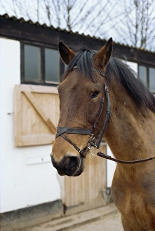 Bridle Prints: Flash noseband on horse, England, United Kingdom, Europe