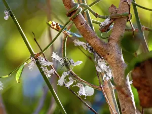 Entomology Prints: Flatid leaf bugs interact on tree branches in a national park setting in Madagascar