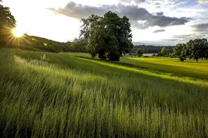 Eure Prints: Flax field in Eure, France, Europe