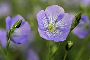 Petals Prints: Flax field flowers, Centre-Val de Loire region, France, Europe