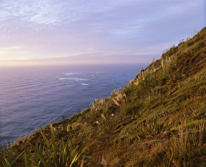 Northland Prints: Flax and toi toi plants on the coast