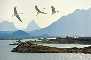 Avifauna Prints: Flight of grey heron (Ardea cinerea) over the Senanayake Samudraya Lake