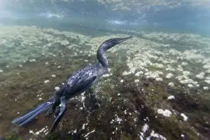 Cormorant Prints: Flightless cormorant (Nannopterum harrisi) hunting underwater