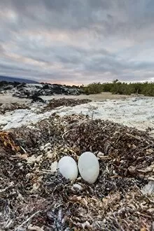Nest Collection: Flightless cormorant nest (Phalacrocorax harrisi), Fernandina Island, Galapagos Islands