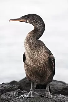 Images Dated 11th April 2010: Flightless cormorant (Phalacrocorax harrisi), Espinosa Point, Isla Fernandina