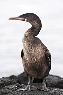 Images Dated 11th April 2010: Flightless cormorant (Phalacrocorax harrisi), Espinosa Point, Isla Fernandina