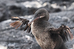 Images Dated 11th April 2010: Flightless cormorant (Phalacrocorax harrisi), Espinosa Point, Isla Fernandina