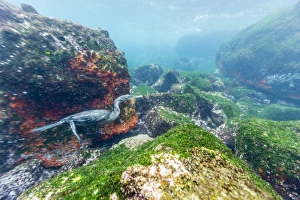 Flightless cormorant (Phalacrocorax harrisi), underwater at Isabela Island, Galapagos Islands, Ecuador, South America