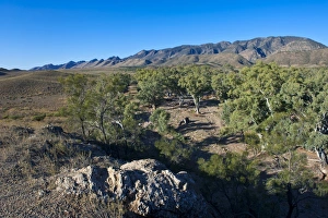 Images Dated 17th October 2008: Flinders Ranges National Park, South Australia, Australia, Pacific